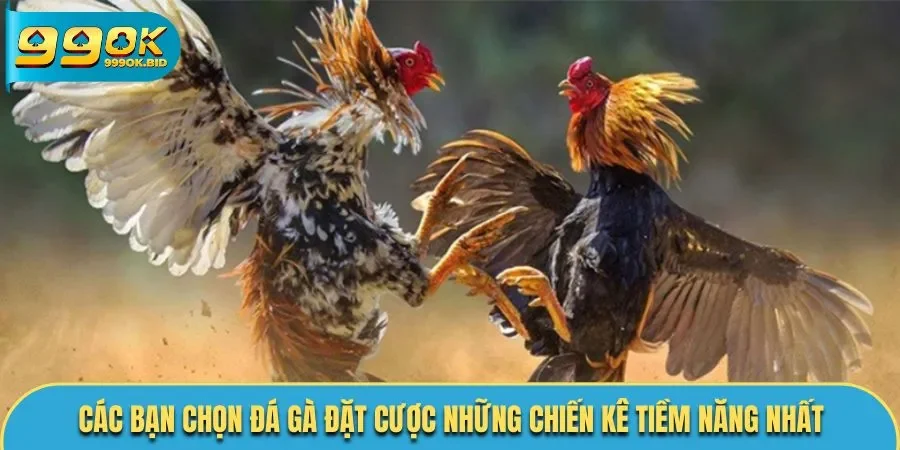 Các bạn chọn đá gà đặt cược những chiến kê tiềm năng nhất