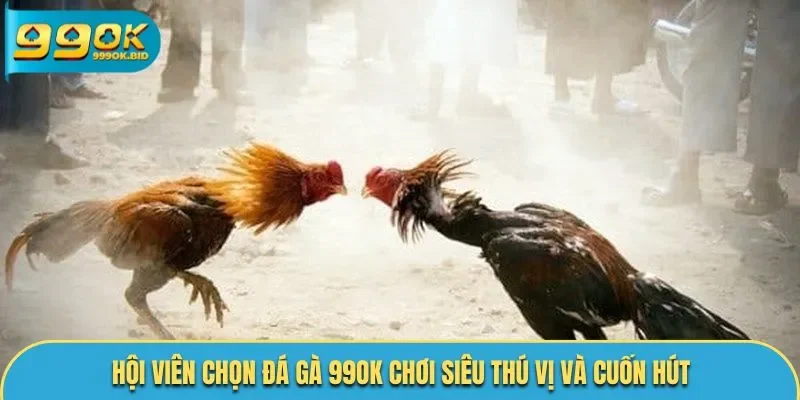 Hội viên chọn đá gà 99OK chơi siêu thú vị và cuốn hút