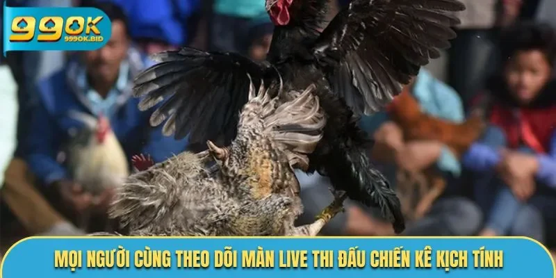 Mọi người cùng theo dõi màn live thi đấu chiến kê kịch tính